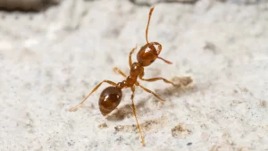 Ants in Winter