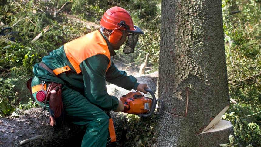 Tree Removal